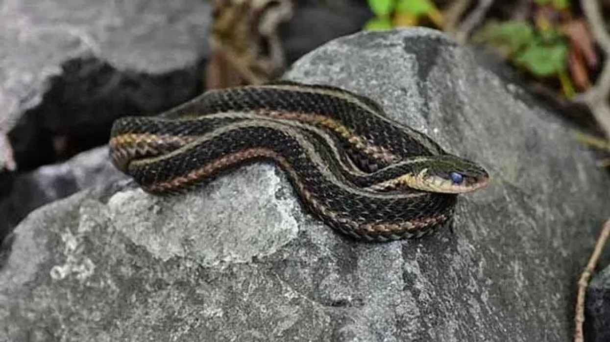 Garter snake facts about the non-poisonous snake