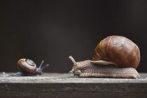 Gastropod facts to know more about snails and slugs.