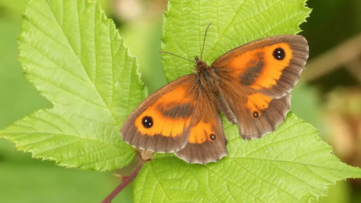 Gatekeeper facts about the gatekeeper butterfly caterpillar