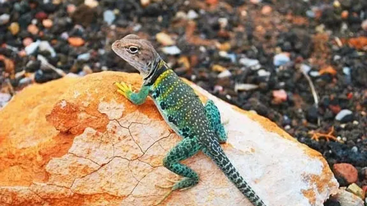 Gecko facts like some gecko species are extremely colorful and interesting