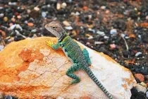 Gecko facts like some gecko species are extremely colorful and interesting