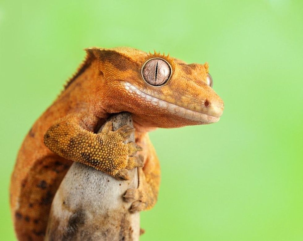 Gecko sticked to wood in green background.