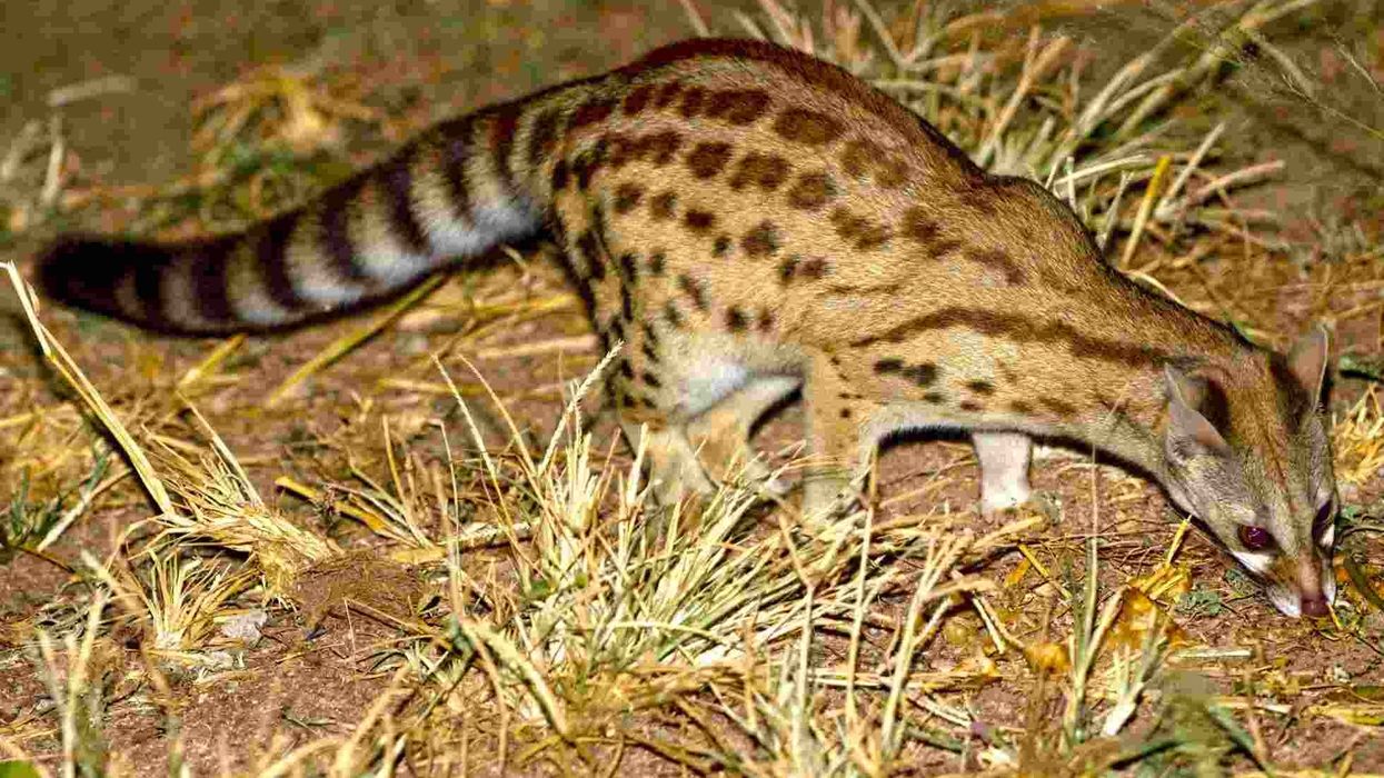 Genet facts for kids are interesting!