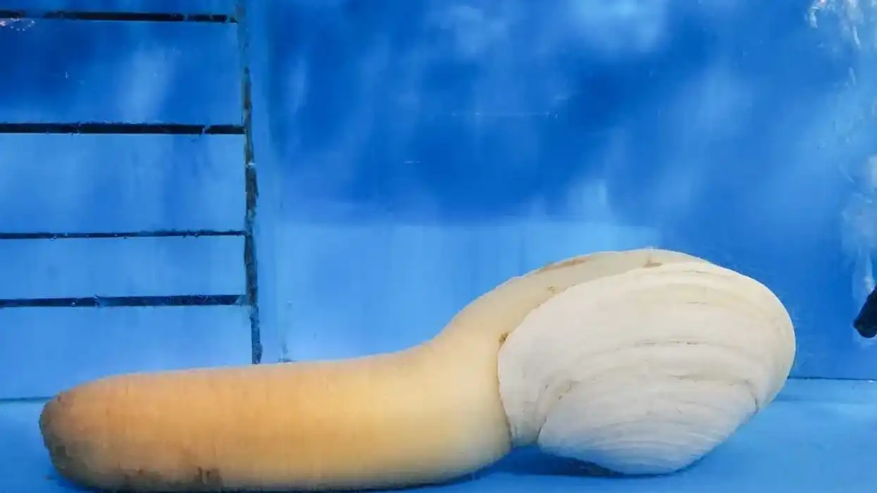 Geoduck facts like it is a saltwater clam with a giant siphon and a comparatively smaller shell are interesting