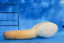 Geoduck facts like it is a saltwater clam with a giant siphon and a comparatively smaller shell are interesting