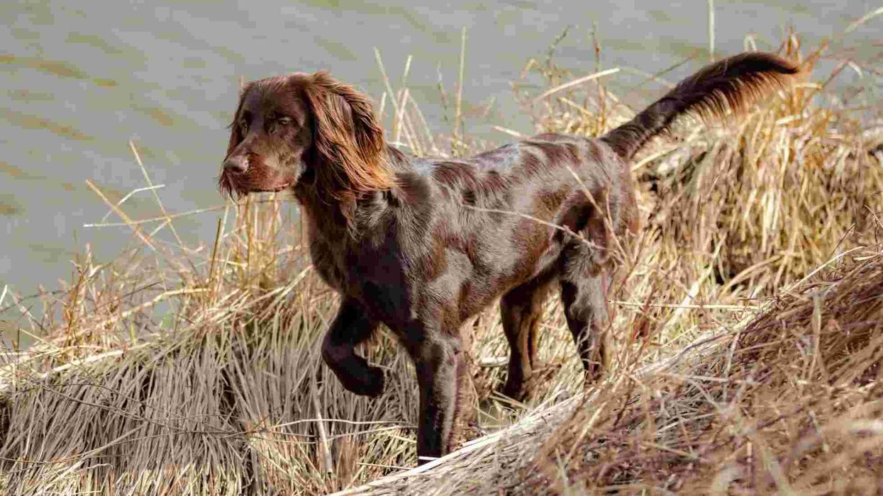 German longhaired pointer facts about the excellent family dog with high energy level.