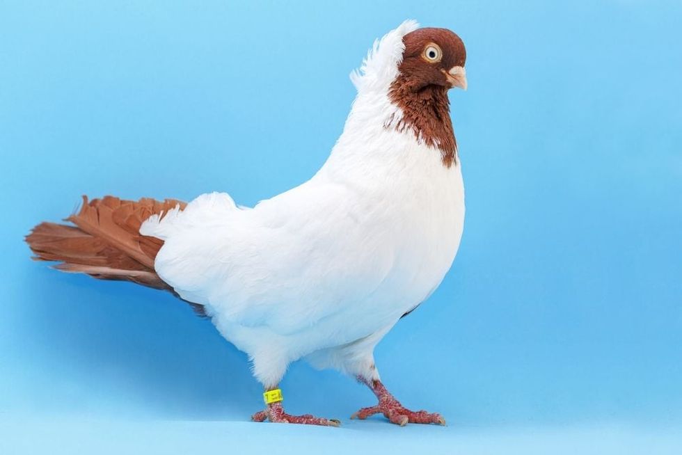 German monk pigeon on blue background