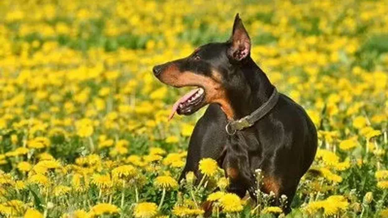 German Pinscher facts are amazing