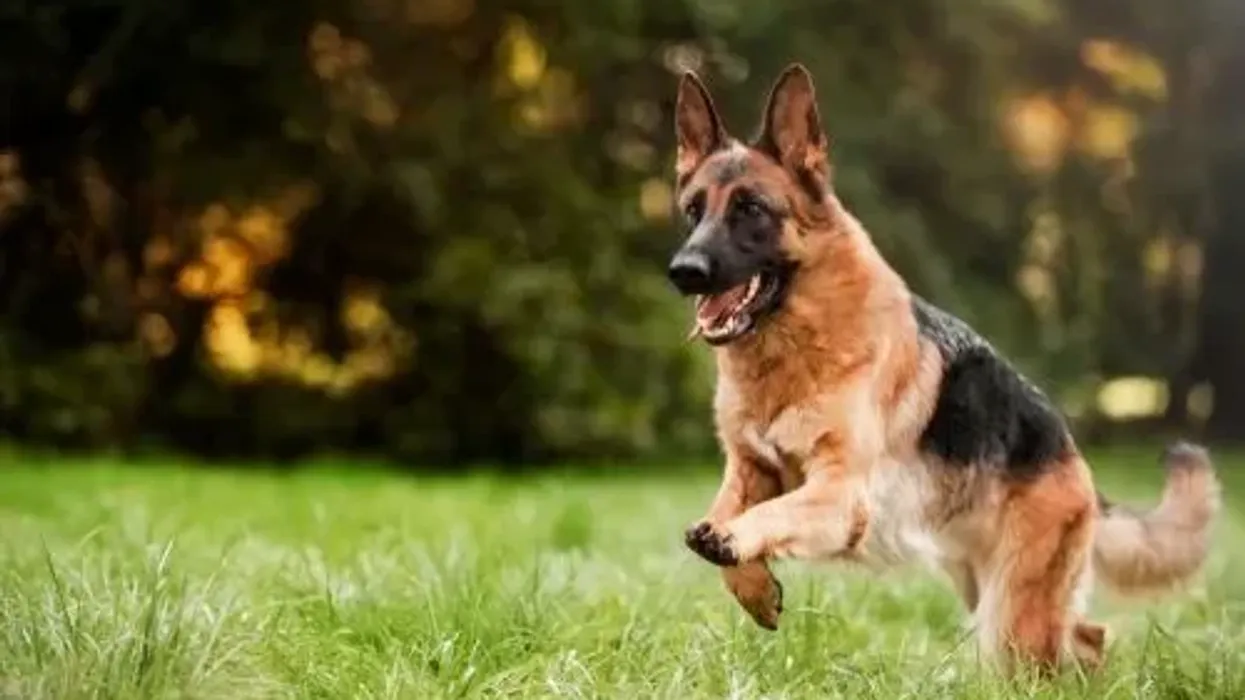 German Shepherd facts like they are playful, agile and are mostly tan and black are interesting.