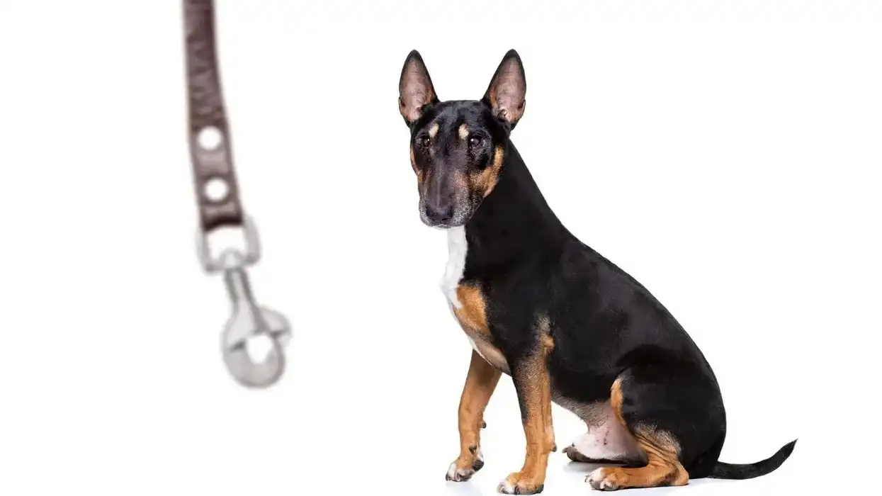 German shepherd pitbull mix facts talk about how they make for good pets.