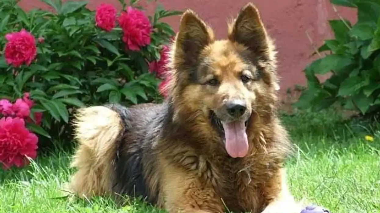 German Shepherd Poodle mix facts, like they are not recognized at the American Kennel Club due to their designer dog status, are interesting