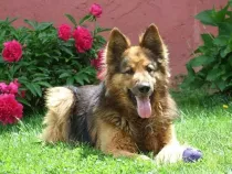 German Shepherd Poodle mix facts, like they are not recognized at the American Kennel Club due to their designer dog status, are interesting