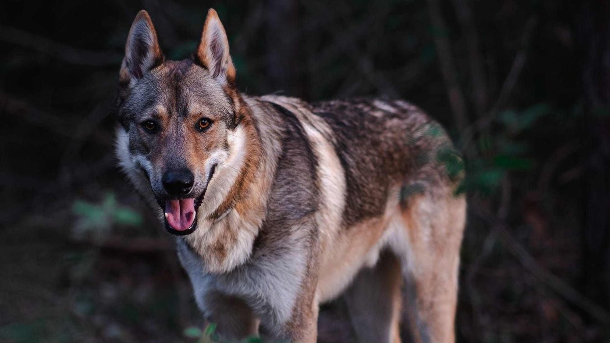 German Shepherd Wolf Mix facts to keep in mind about the half wolf dogs.