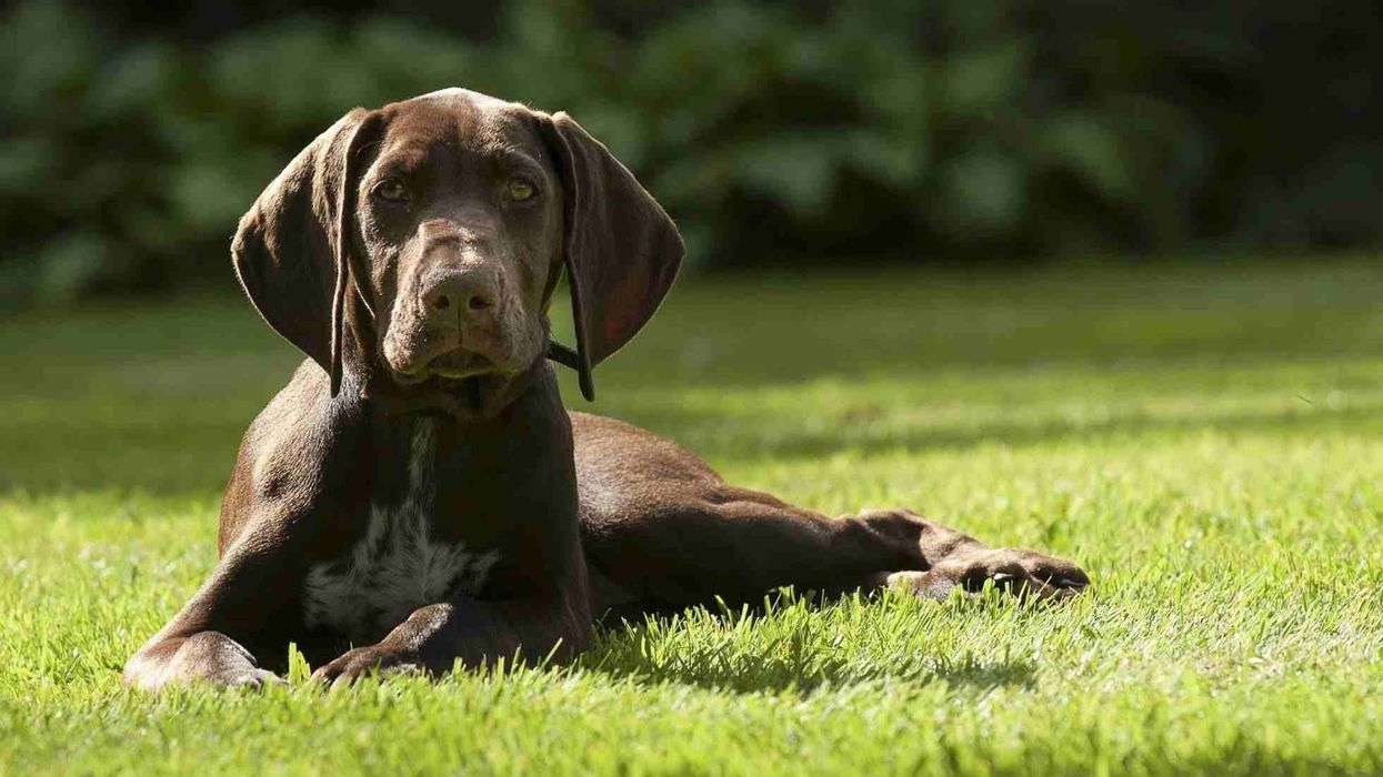 German shorthaired pointer facts like it is a sporting dog with a well-shaped body are interesting.