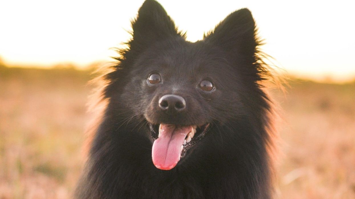 German spitz pomeranian mix facts for kids are educational!