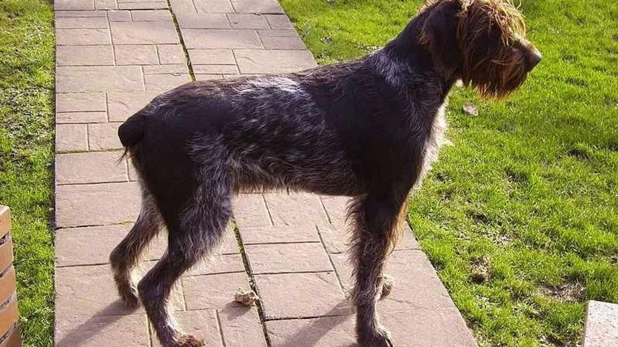 German wirehaired pointer facts are great for kids.