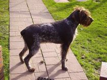 German wirehaired pointer facts are great for kids.