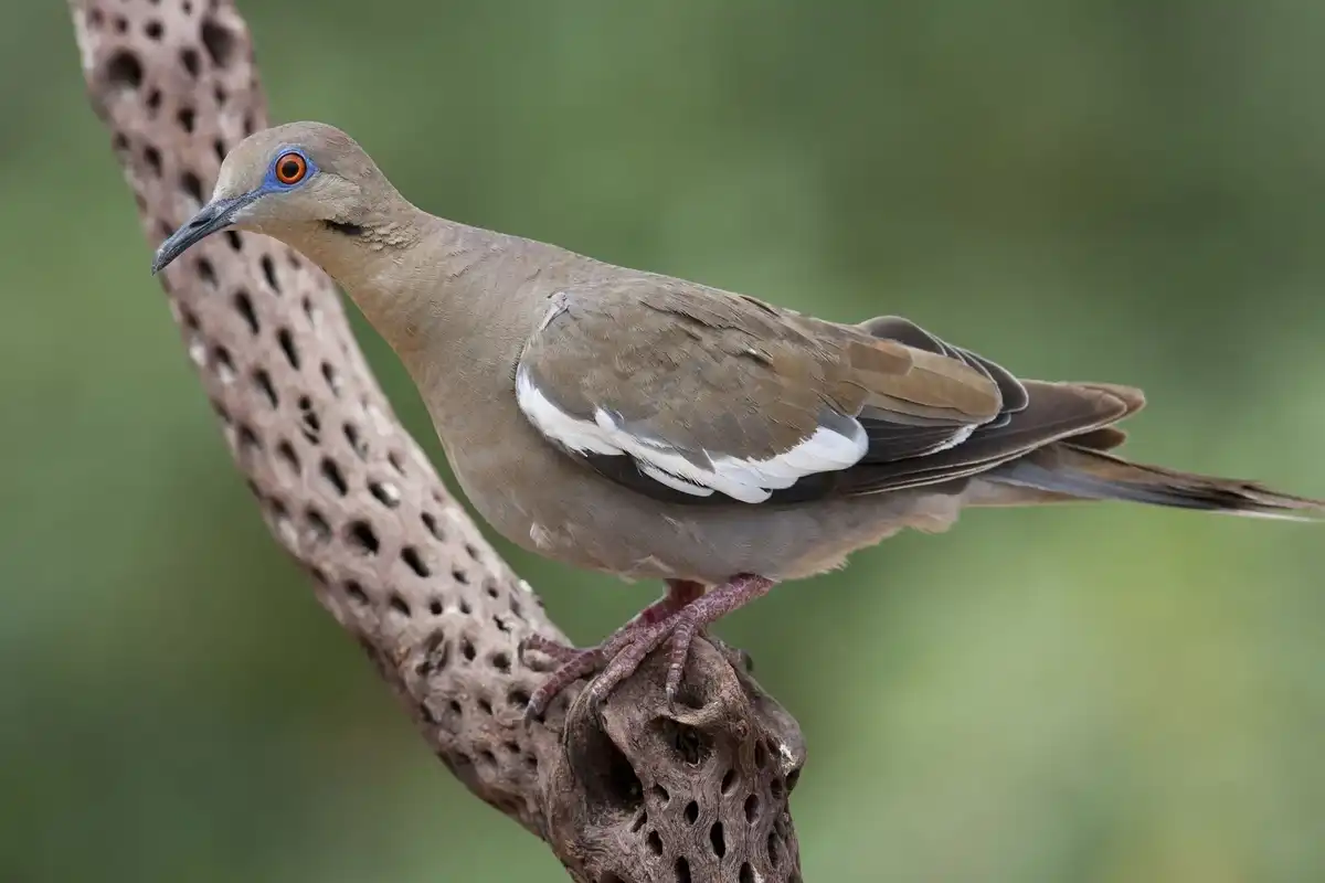Get amazed by these amazing white-winged dove facts
