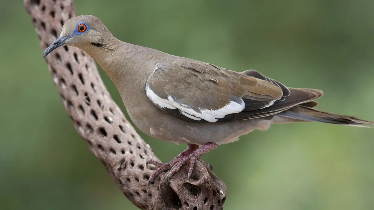 Get amazed by these amazing white-winged dove facts