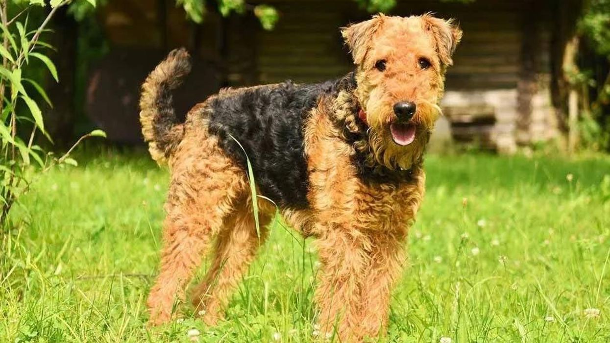 Get more information on this cute animal with Airedale Terrier facts
