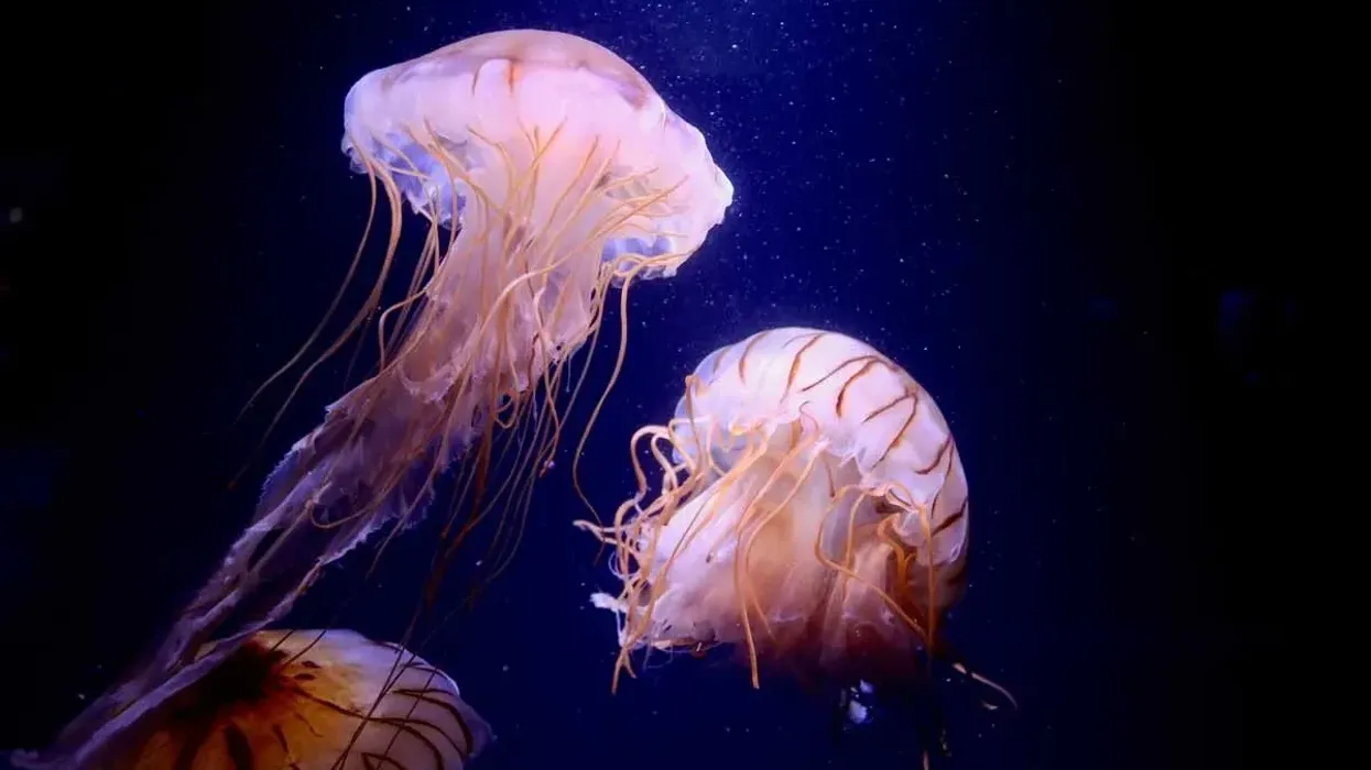 Get ready for some Irukandji jellyfish facts about the tiny, venomous creature of the sea