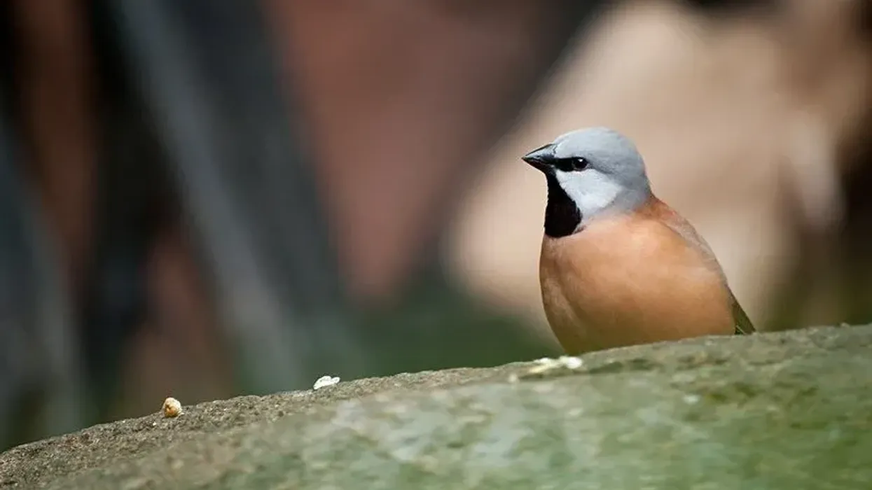 Get to know about some really interesting black throated finch facts here
