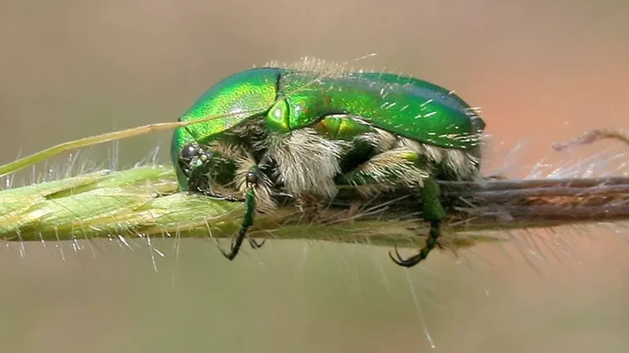 Get to know about this beetle by reading these Green Scarab Beetle facts.