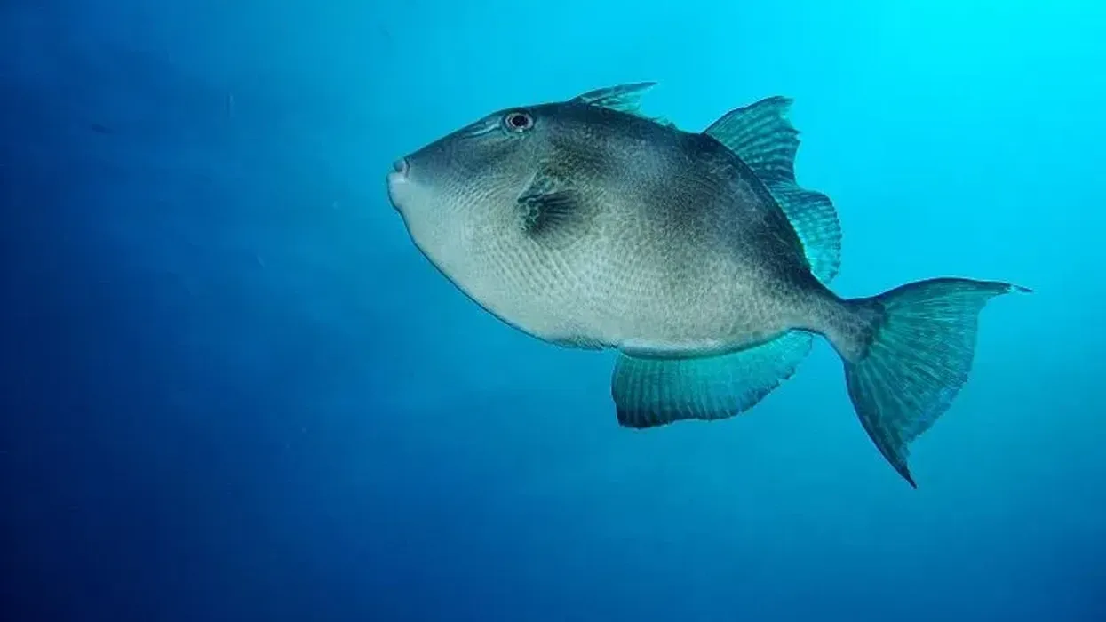 Get to know interesting grey triggerfish facts from the length to the diet of this ocean animal