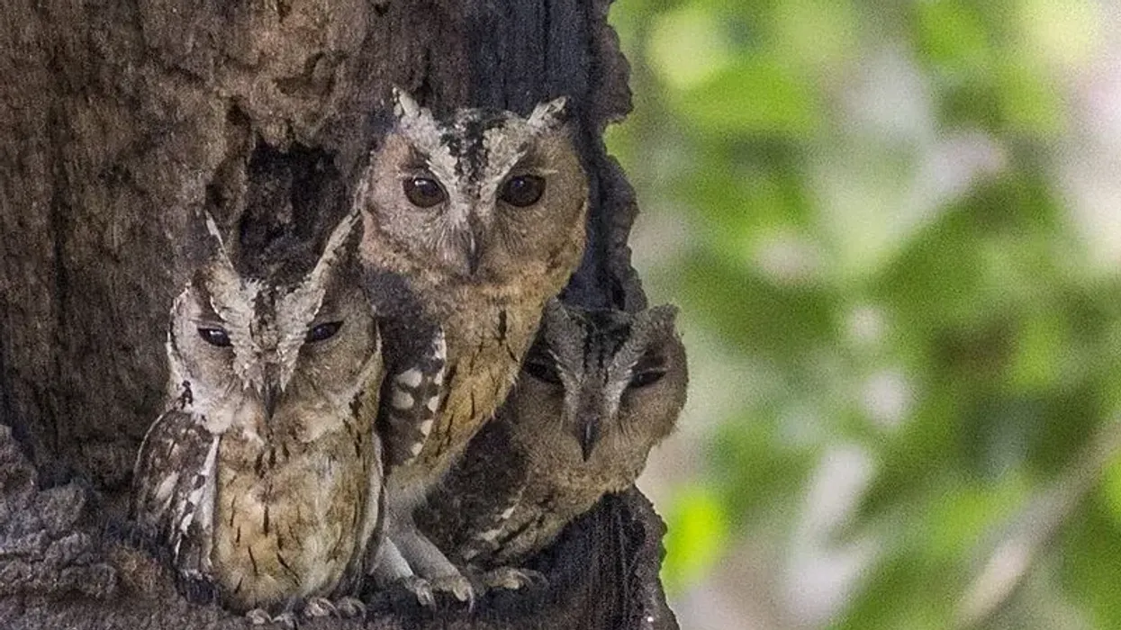 Get to know interesting Indian scops owl facts including the bird's description, distribution, and lifespan.