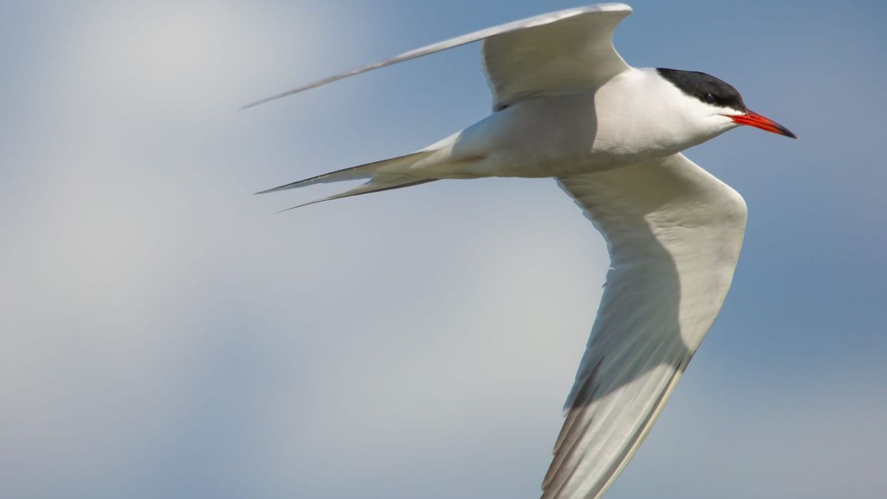 Get to know interesting tern facts and information about their habitat, migration habits and diet.