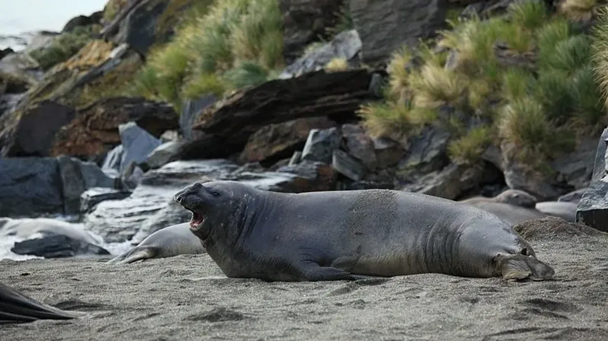 Get to know more about this seal by reading these Southern Elephant Seal facts.