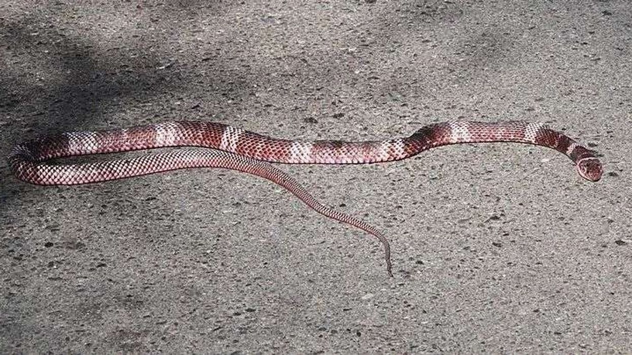Get to know more about this species by reading these Coachwhip facts.