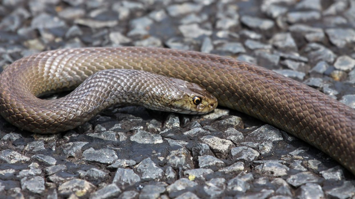 Get to know some interesting dugite facts about the habitat, diet, and predators of these Australian snakes.