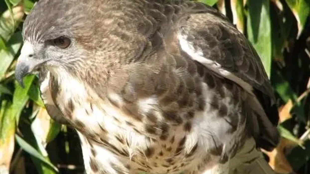 Get to know some interesting Hawaiian hawk facts about the Near Endangered bird.