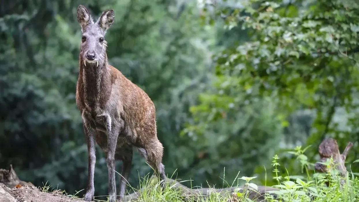 Get updated about interesting information through the Alpine Musk Deer facts