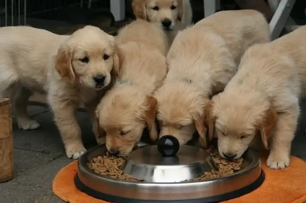 Get your answers for 'Can Dogs Have Tilapia?' here at Kidadl.