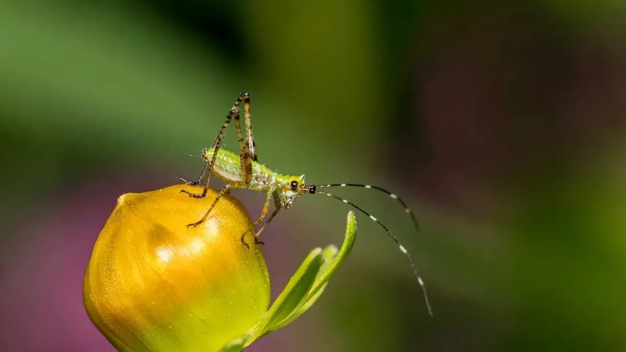 Get your fill of fun fork-tailed bush katydid right here! Brush up your knowledge or gain some new tidbits about this creature!