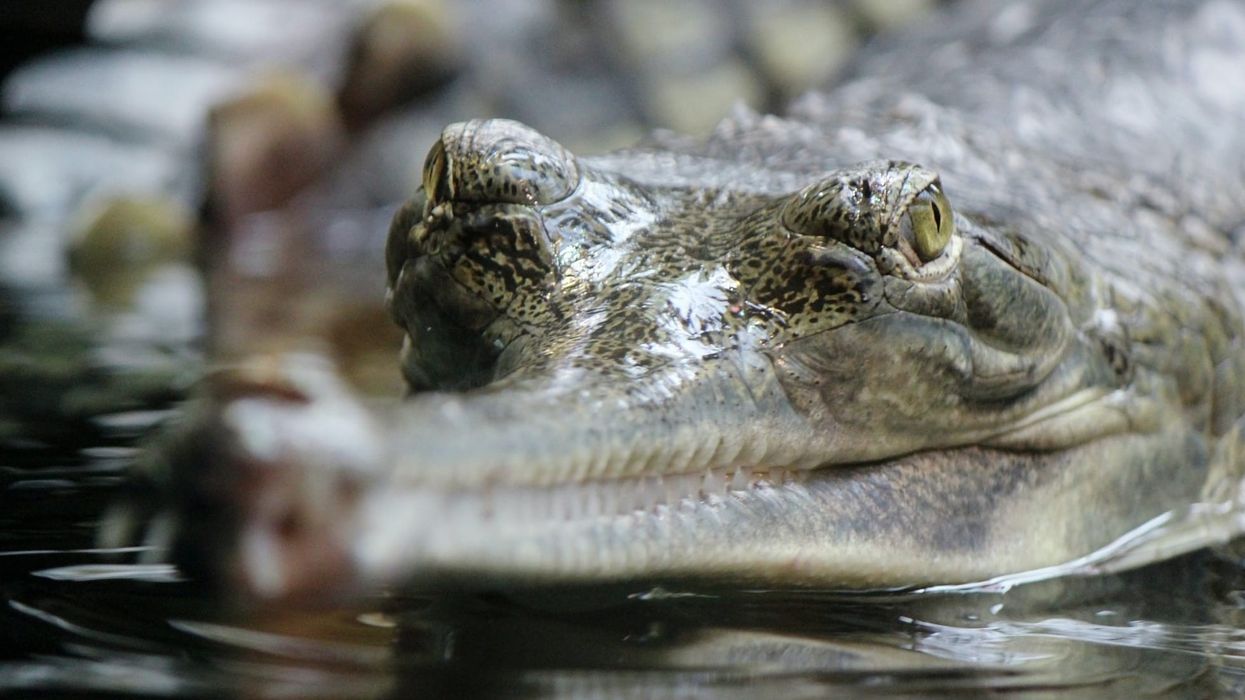 Gharial facts are all about the long and sleek reptile