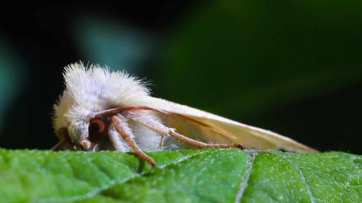 Ghost moth facts are interesting to read about.