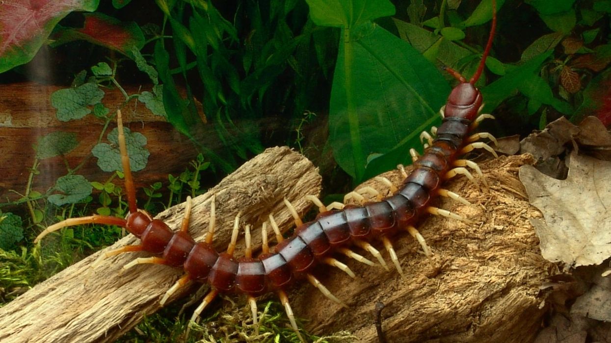 Giant centipede facts are interesting to read.