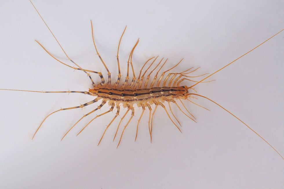 Giant centipede in the house.