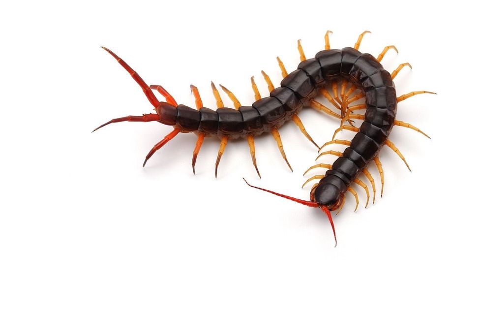 Giant centipede isolated on white background
