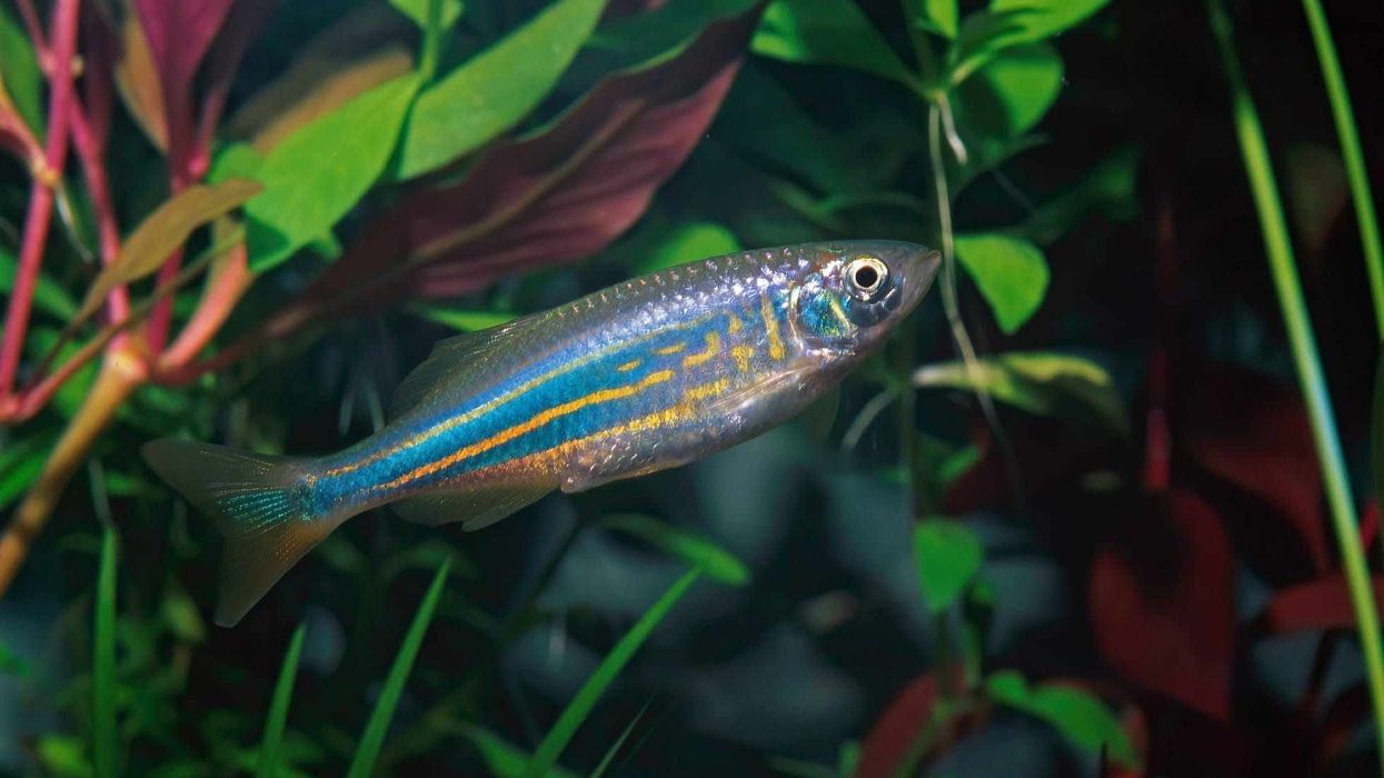 Giant danio facts for kids are amusing