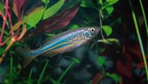 Giant danio facts for kids are amusing
