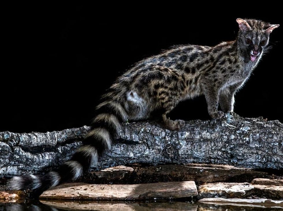 Fun Giant Forest Genet Facts For Kids | Kidadl