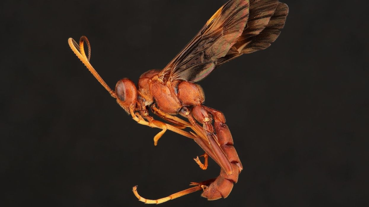 Giant Ichneumon wasp facts to know about the huge female giant Ichneumon wasp.