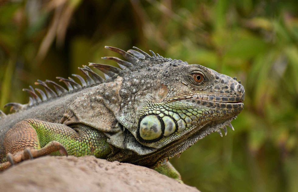 Giant Mexican iguana from the Caribbean.