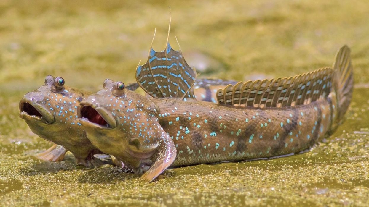 Giant Mudskipper facts are fun to learn because of their adaptive features.