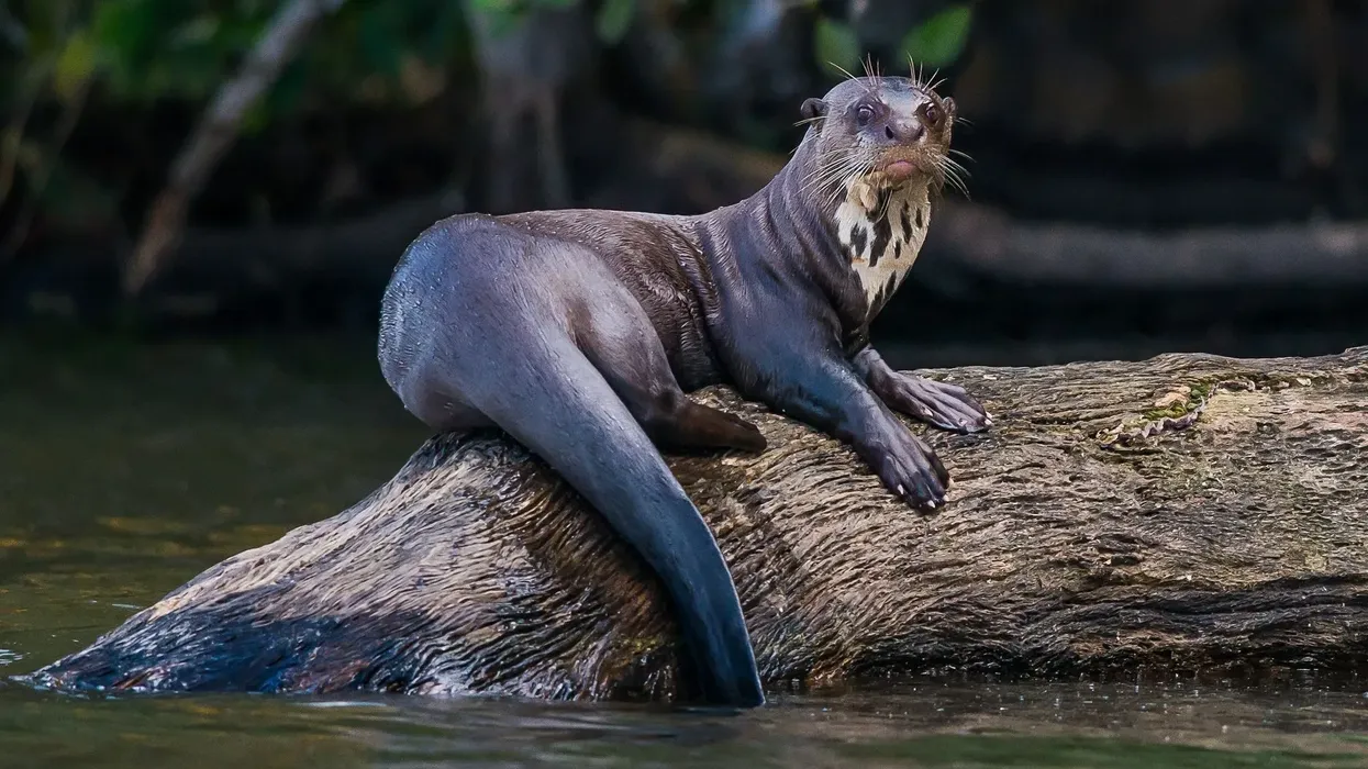 Giant otter facts, including the South American giant otter is the world's largest otter, are interesting.