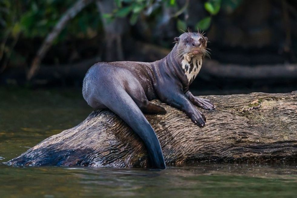 Giant otter standing on log